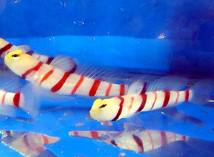Stonogobiops Dracula